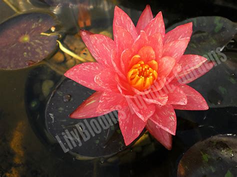 Hardy Water Lilies - Buy A Hardy Water Lily