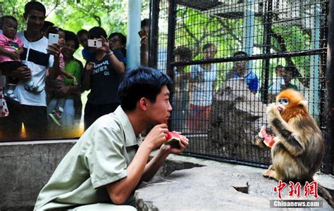济南动物饲养员进笼子和金丝猴一起进食 逗乐游客【2】--图片频道--人民网