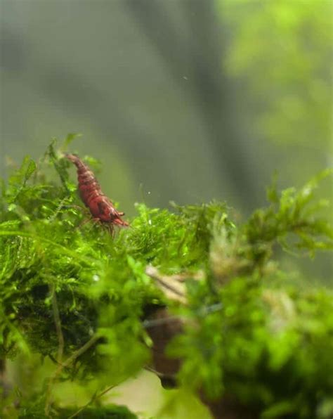 Image result for Best Fish for Java Moss