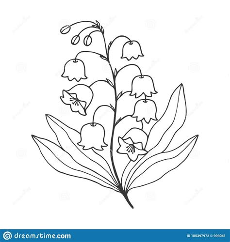 lily of the valley flower sketch