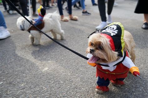 Tompkins Square Halloween Dog Parade: A Delightful Fall Spectacle
