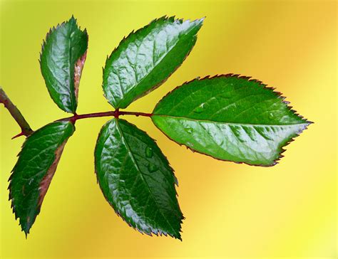 Are Rose Bushes Deciduous at David Sells blog