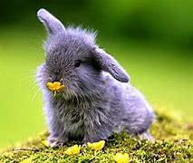 Image result for Wild Baby Bunnies