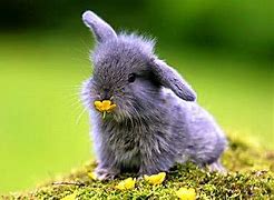 Image result for Baby Bunny Color