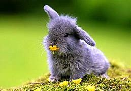 Image result for Cute Fluffy Baby Bunny