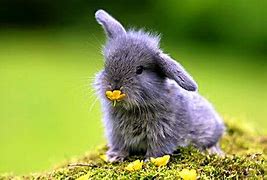 Image result for Baby Bunny Art Print