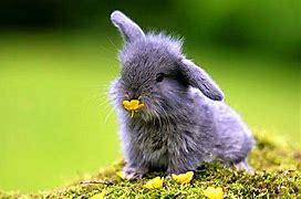 Image result for A White Baby Bunny