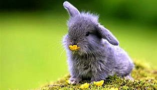 Image result for Spring Baby Bunnies