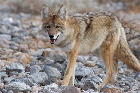 Explore the Ancient Wisdom: Unveiling the Native American Meaning of Coyote