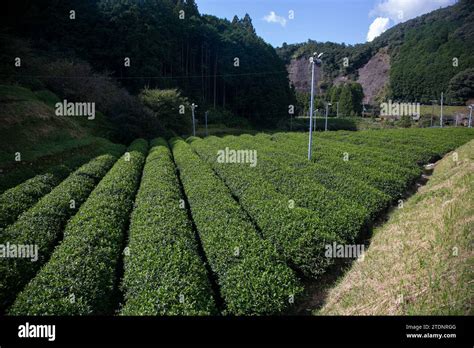 Tea Plantations Japan 的图像结果