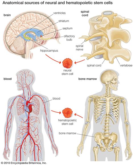 Embryonic stem cell | biology | Britannica