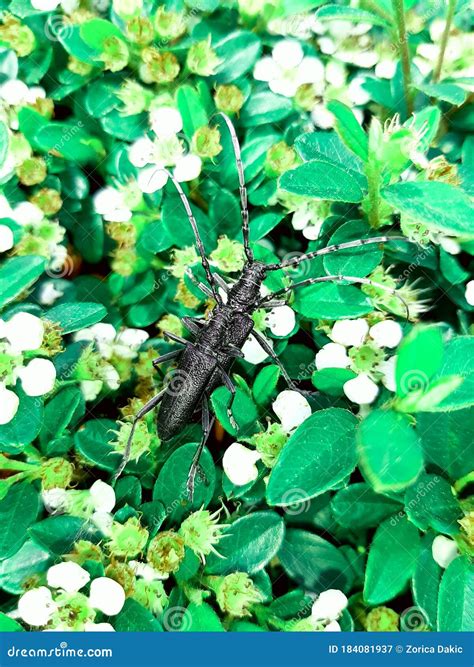 Two Big Black Beetles As a Symbol of Passion. Stock Image - Image of ...