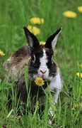 Image result for Male Rabbit with Flowers