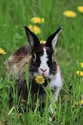 Image result for Baby Rabbits in Nest