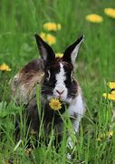 Image result for Rabbit and Flowers