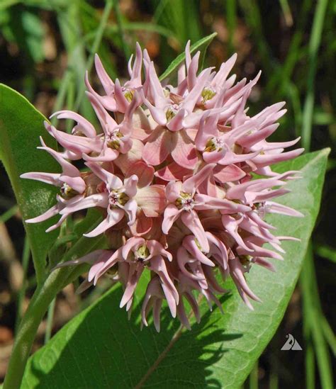 Asclepias Speciosa