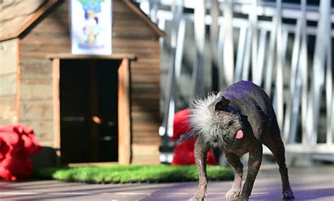 WTF! 17-Year-Old Chihuahua Mix, Mr. Happy Face Is The World's 'Ugliest ...