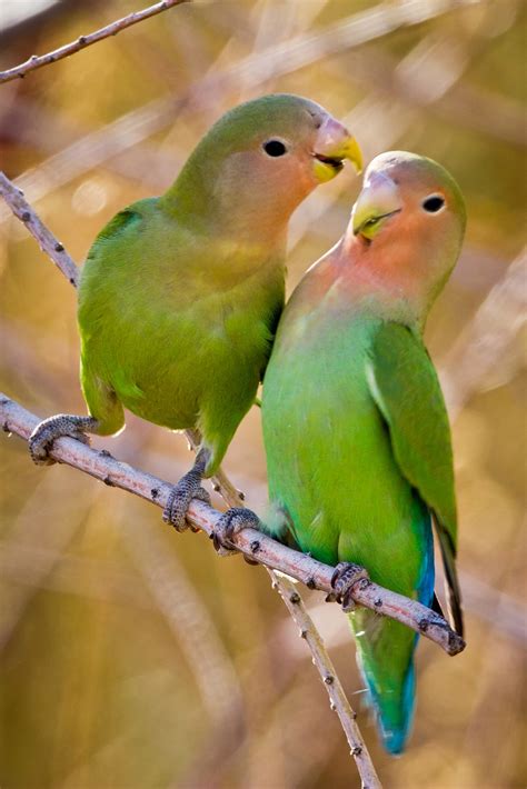 Feather Tailed Stories: Peach-faced Lovebirds