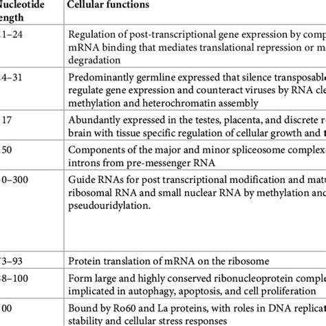 Image result for Non-Coding RNA Function