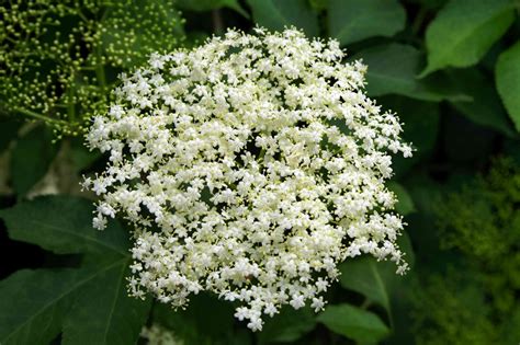 Elderberry