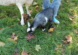 Image result for Fluffy Baby Goat