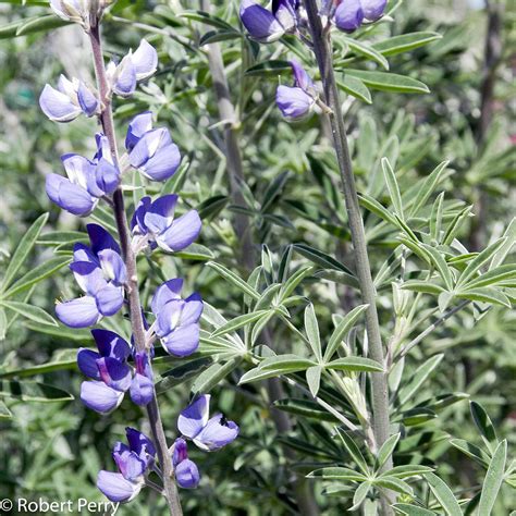 Silver bush lupine - Waterwise Garden Planner