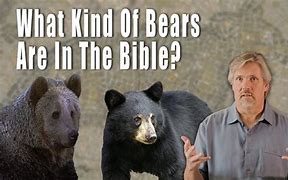 Image result for bear testament