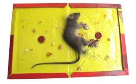 粘有老鼠的粘鼠板是(属于)什么垃圾_郑州市 - 垃圾分类