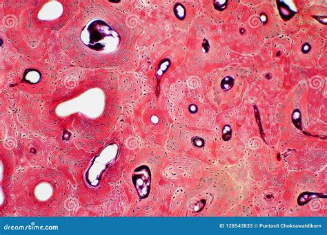 View Under Microscope at Mitchell Fredricksen blog