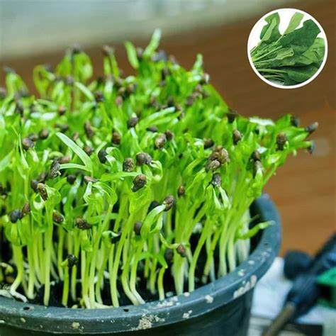 Spinach Organic Microgreen Seeds | Easy-to-Grow | Nutrient-Dense Greens ...