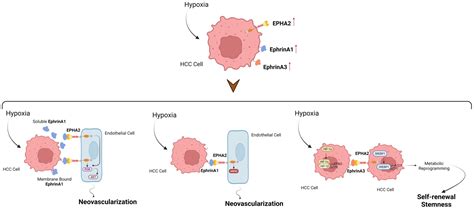Unraveling the Significance of EPH/Ephrin Signaling in Liver Cancer ...