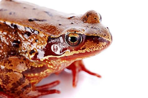 Image result for Frog Splits Stretch Tutorial