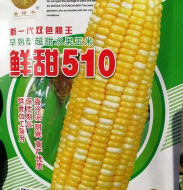 迪卡1563玉米品种介绍 - 农敢网