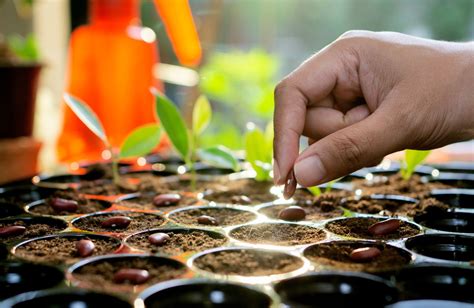 Seed Germination Secrets: How Light Affects Your Garden Success