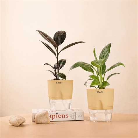 KYARI Peace Lily-Black Rubber Combo of 2 Indoor Plants for Living Room ...