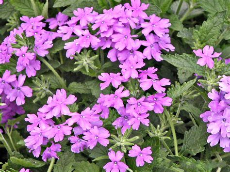 Verbenas, how to grow and care for verbena plants