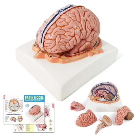 Buy Evotech Human Brain Model w/Arteries, 7 Parts Life Size Anatomy ...