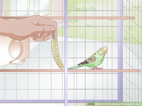 Sick Parakeet 的图像结果