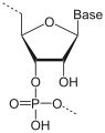File:RNA-Monomer.svg - Wikimedia Commons