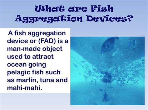 Fisheries 的图像结果