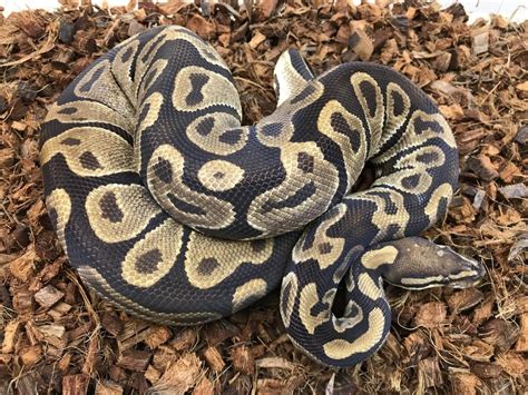 Normal Ball Python 的图像结果