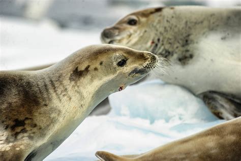 Seals In Antarctica