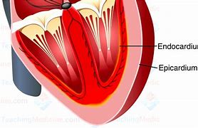 endocardial 的图像结果