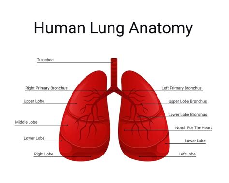 Page 6 | Lung anatomy labels png Images - Free Download on Freepik