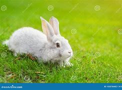 Image result for Rabbit On Lawn