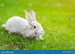 Image result for Sitting Cute Fluffy Pet Bunny