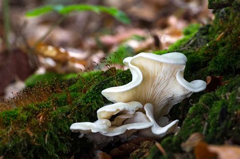 Oyster Mushrooms vs. Angel Wing Mushrooms - A-Z Animals