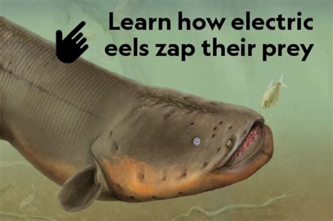 Electric Eel Electric Organ Shocking” Electric Eels Can Transfer