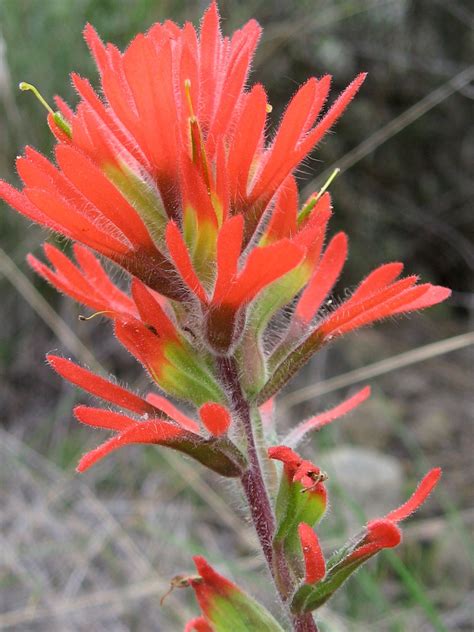Discover 36 Indian Paintbrush and California Wildflowers Ideas ...