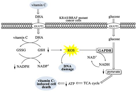 Vitamin C Syrup Mechanism Of Action
